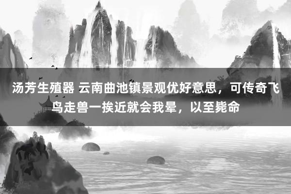 汤芳生殖器 云南曲池镇景观优好意思，可传奇飞鸟走兽一挨近就会我晕，以至毙命