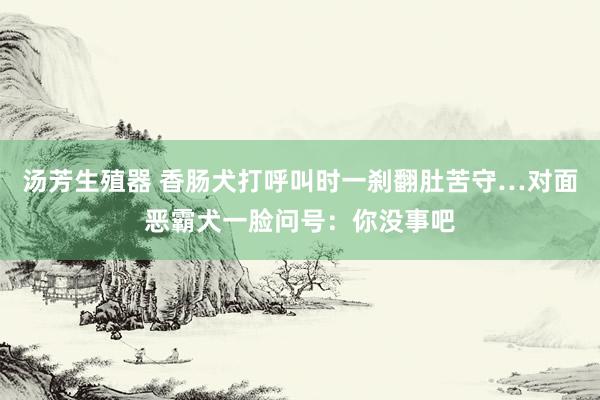 汤芳生殖器 香肠犬打呼叫时一刹翻肚苦守…对面恶霸犬一脸问号：你没事吧